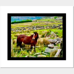 A horse stands in a field in the Welsh mountains Posters and Art